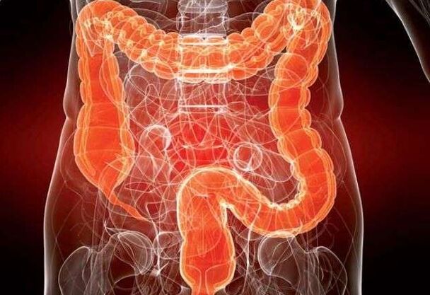 Gli elminti possono parassitare in diverse parti dell'intestino