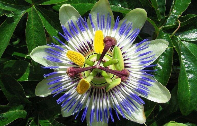 La passiflora aiuta a combattere i parassiti