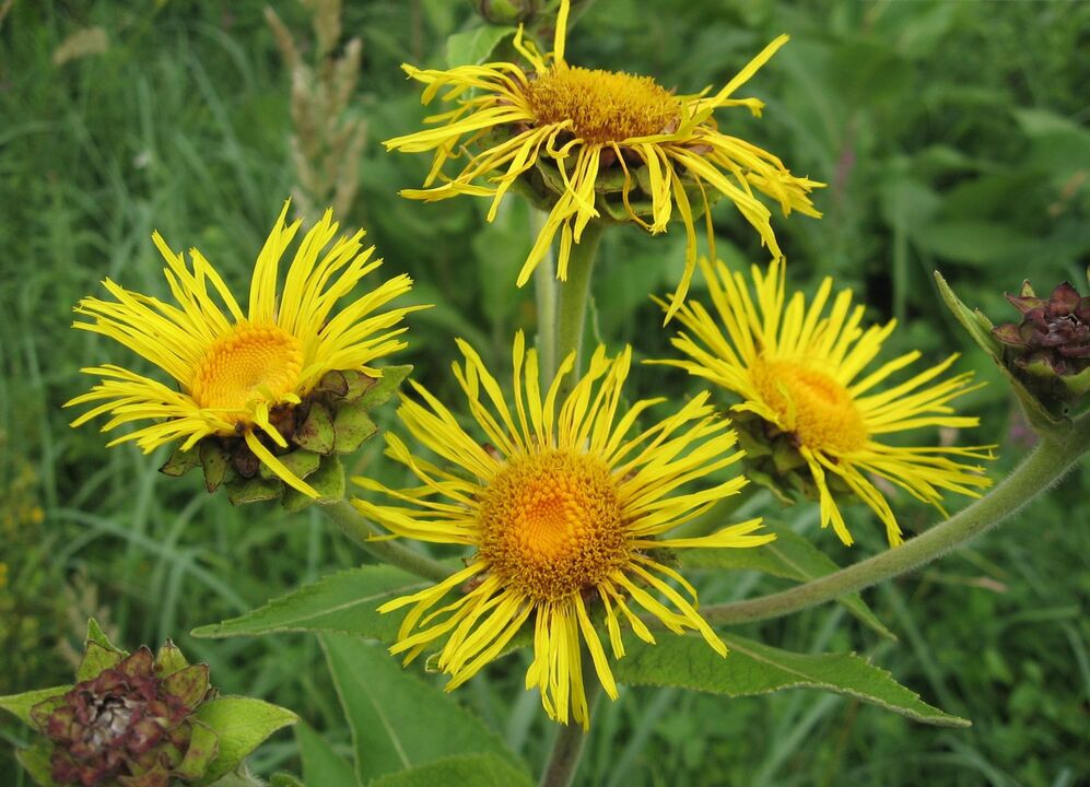 enula campana contro i parassiti