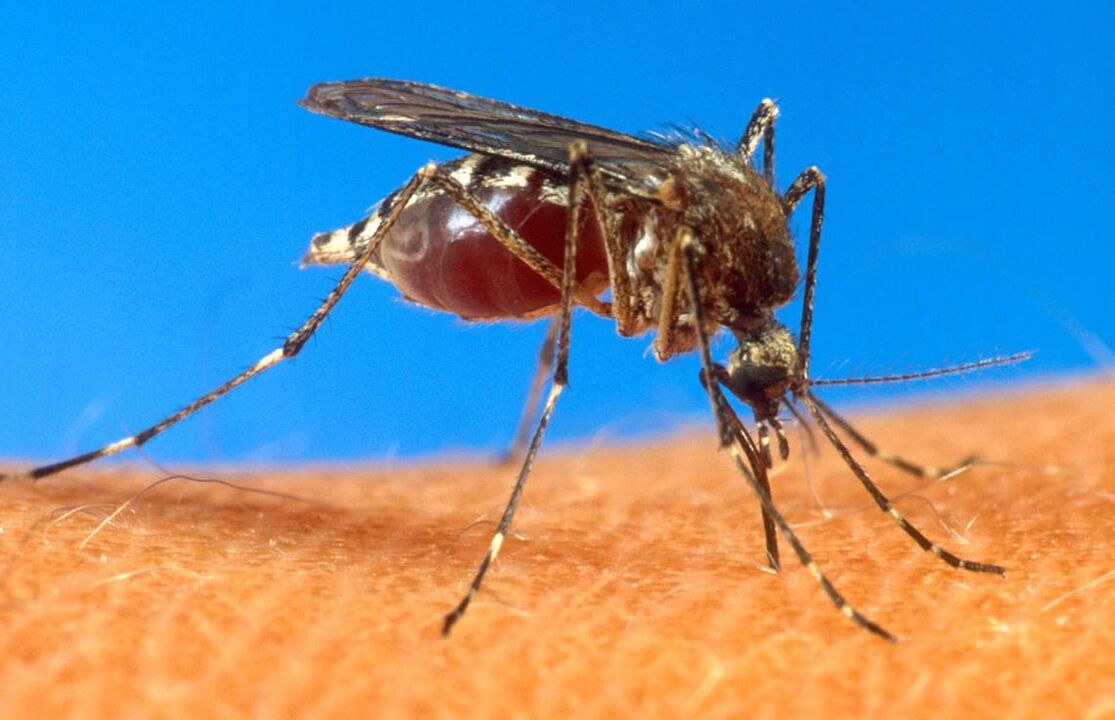 puntura di zanzara come via di infezione da vermi