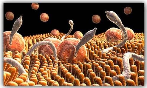 parassiti all'interno del corpo